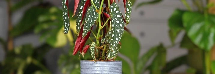 Gepunktete Pflanze im Topf